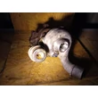 Kép 1/2 - Renault 1.9 DCI BorgWarner K03 Turbó